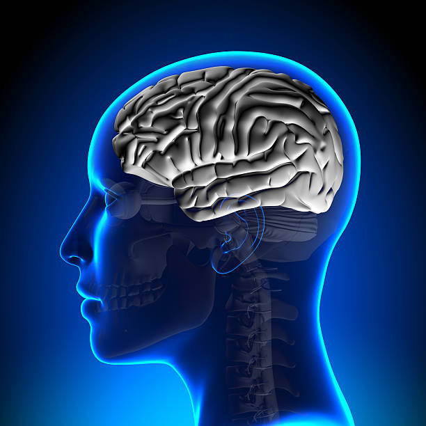 istock Female Brain Anatomy - White Brain 528149123