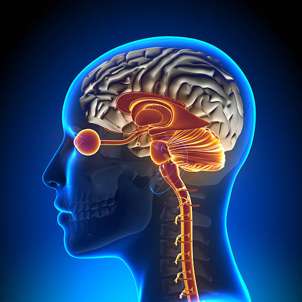 istock Brain Stem / Cerebellum / Female Brain Anatomy 528149205