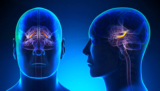 istock Male Hippocampus Brain Anatomy - blue concept 528150003