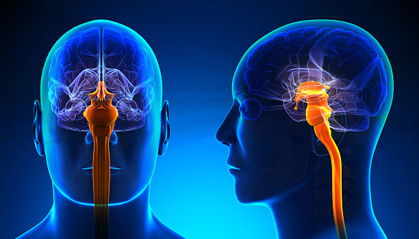 istock Male Spinal Cord Brain Anatomy - blue concept 528150005