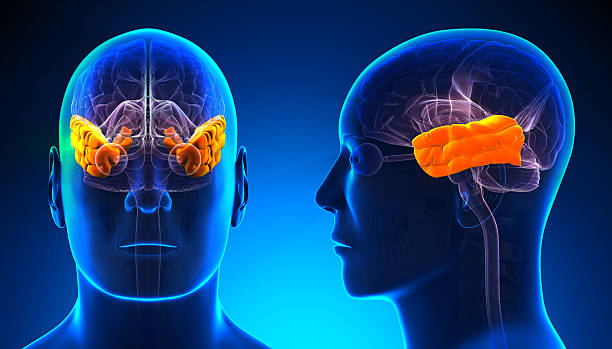 istock Male Temporal Lobe Brain Anatomy - blue concept 528150025
