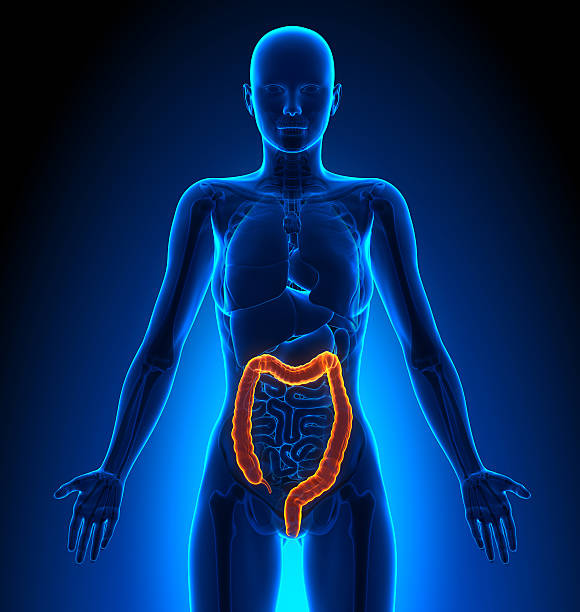 istock Colon - Female Organs - Human Anatomy 528150037