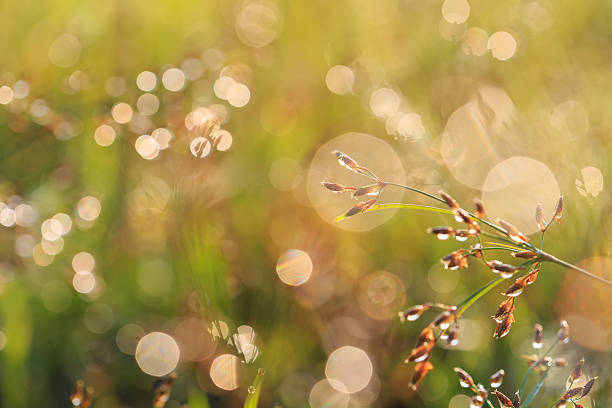 istock Grass flower in the morning 528150341