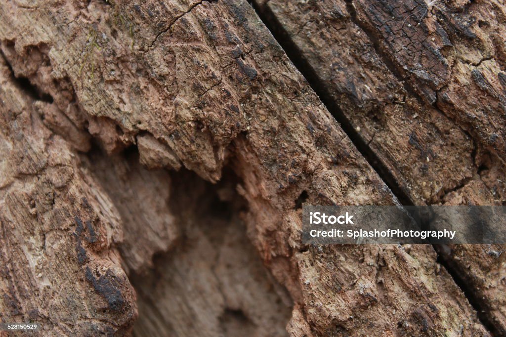 Textured Dead Tree Branch A close up of a textured tree branch. Abstract Stock Photo