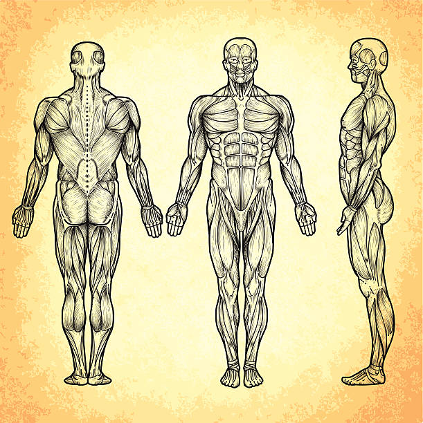 숫나사 해부 구조 - strength skinless muscular build human muscle stock illustrations