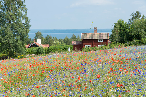 Cabaña sueca y field of poppies y cornflowers photo