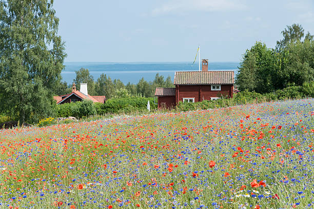 スウェーデンのコテージと field of poppies と cornflowers - scandinavian lake cottage house ストックフォトと画像