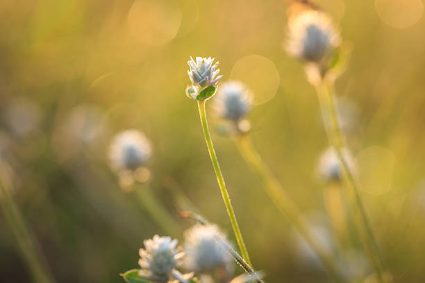 istock Grass flower in the morning 528151795