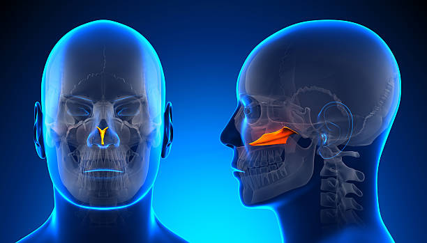 istock Male Vomer Skull Anatomy - blue concept 528152531