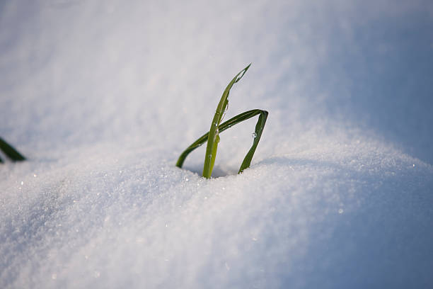 istock Blade of grass poking through snow 528152969