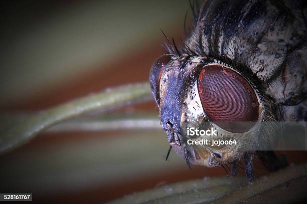 Dead Fly Macro Stock Photo - Download Image Now - 2000-2009, 21st Century, Animal