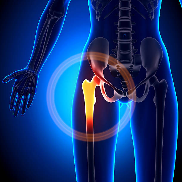 istock Female Hip Joint - Anatomy Bones 528162233