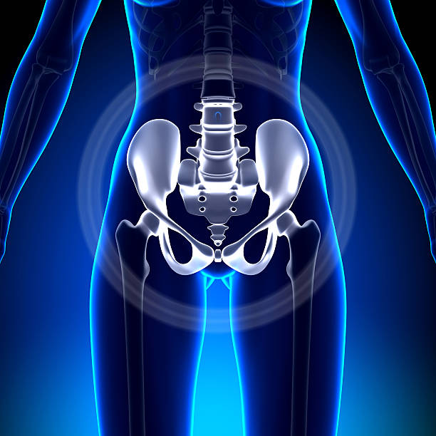 istock Female Hip / Sacrum / Pubis - Anatomy Bones 528162239