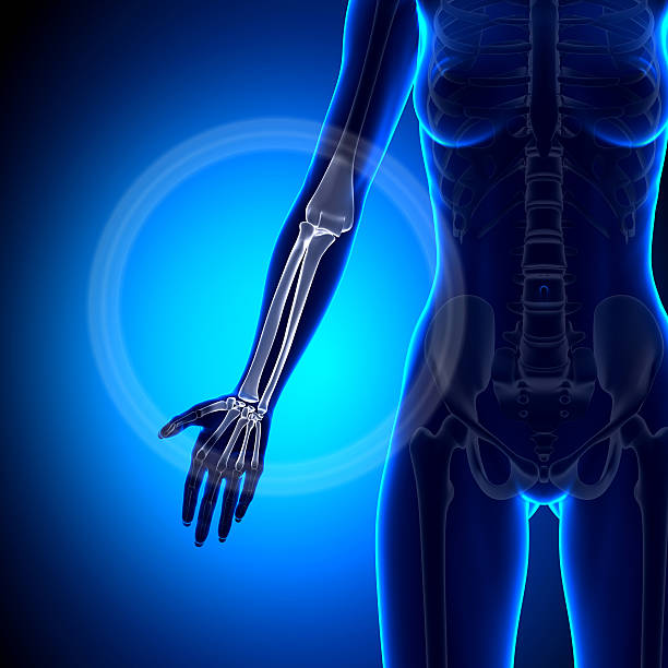 istock Female Radius / Ulna - Forearm - Anatomy Bones 528162309