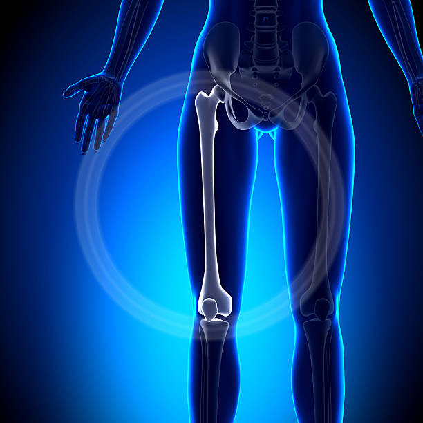 istock Female Femur - Anatomy Bones 528162349