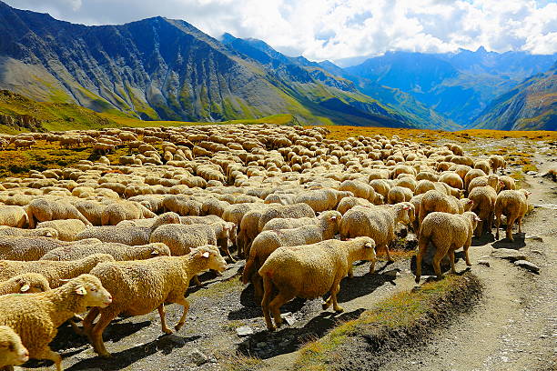 istock Flock of sheeps going down the valley, French Alps 528162743