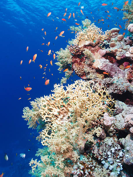 istock Red Sea coral reef 528163061