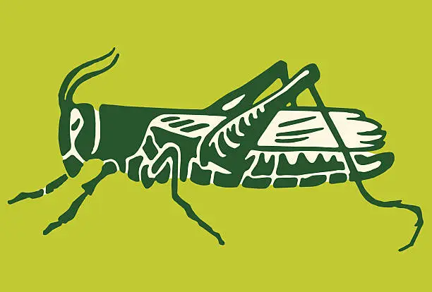 Vector illustration of Grasshopper