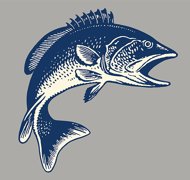 ilustraciones, imágenes clip art, dibujos animados e iconos de stock de pescado - pez ilustraciones
