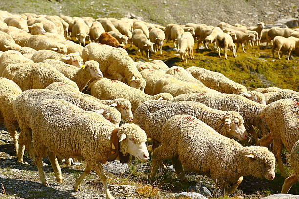 istock Flock of alpine sheeps going down, French Alps 528163761