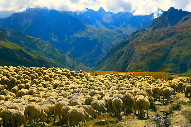 istock Flock of sheeps going down the valley, French Alps 528163975