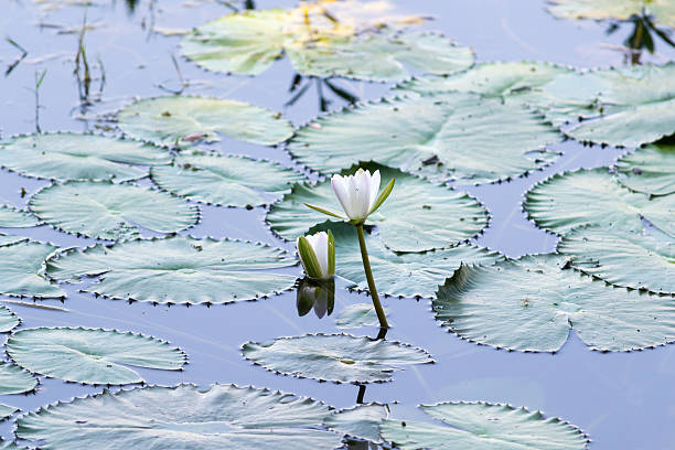 istock Brightly Colored Water Lily or Lotus Flower Floating on Pond 528164051