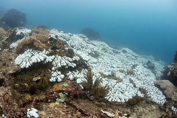 Photo of Coral Bleaching