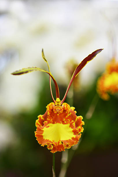 istock Yellow striped phalaenopsis orchid 528164507