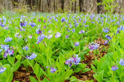 Colony of bluebells (binomial name: Mertensia virginica), with scattered raindrops, growing wild in northern Illinois
