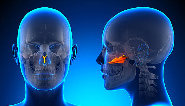 istock Female Vomer Skull Anatomy - blue concept 528165163