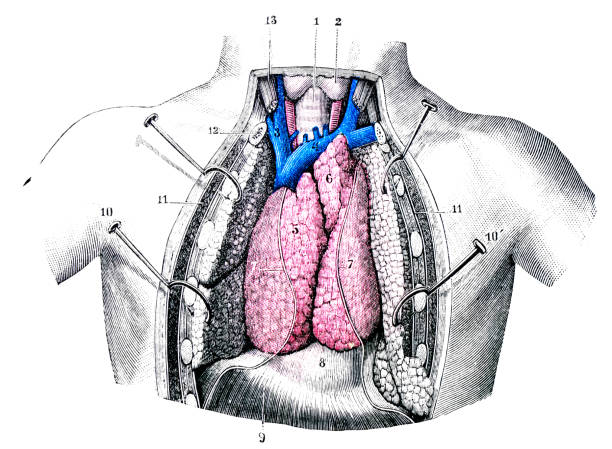 античный медицинские и научные иллюстрации высокого разрешения: тимус - тимус stock illustrations
