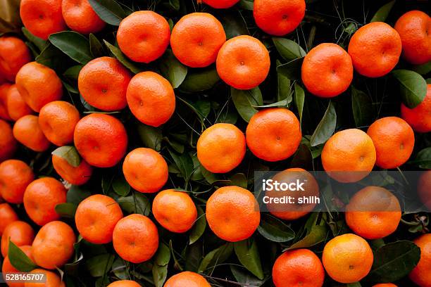 Oranges Fruits At Tangerine Trees Stock Photo - Download Image Now - Agricultural Fair, Agricultural Field, Agriculture