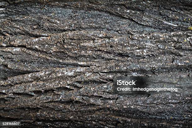 Tree Bark Stock Photo - Download Image Now - Oak Tree, Lumber Industry, Abstract