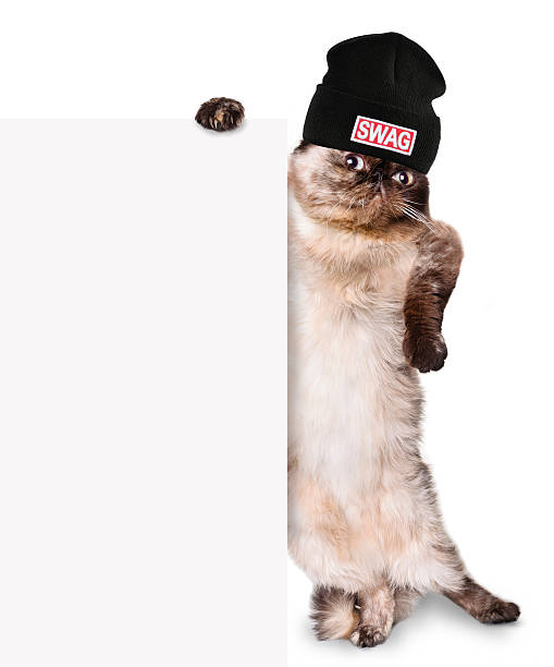 istock Fashionable cat behind a banner. 528167527
