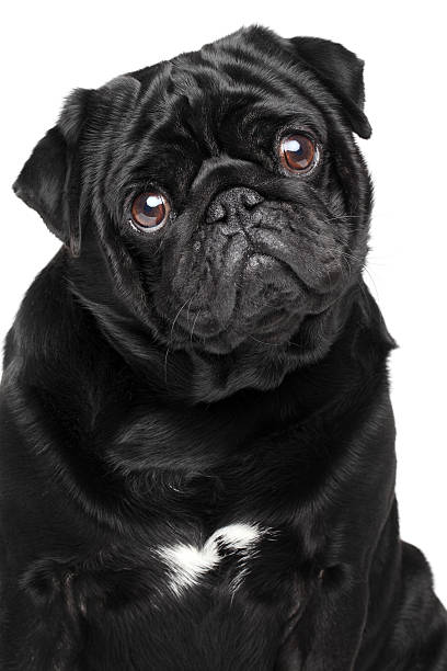 istock Close-up portrait of a pug 528180969