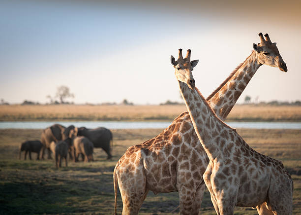 cruzados as girafas, elefantes - giraffe two dimensional shape heavy horned imagens e fotografias de stock