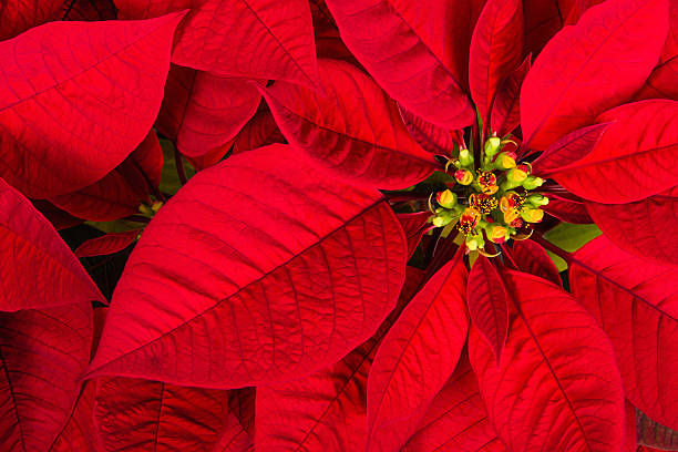 istock Red poinsettia or Christmas Star flower 528181757