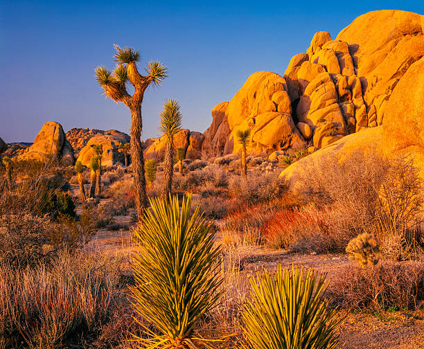 istock Rock formations,Joshua Tree Park,Mojave Desert,cactus,CA 528182475