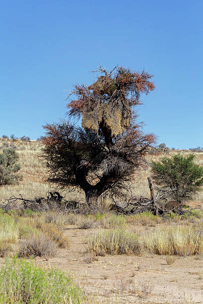istock African masked weaver big nest on tree 528182713
