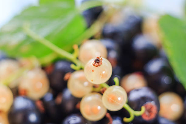 Harvest summer: closeup of colorful fruit currants