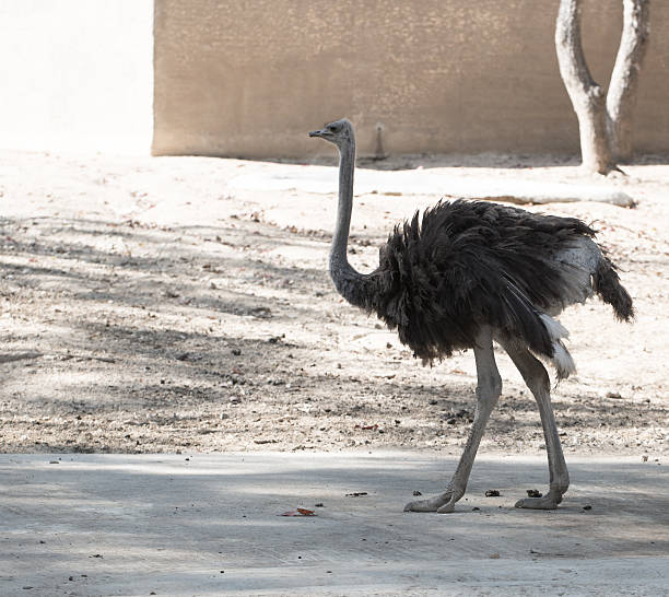 curieux d'autruche - ostrich solitude loneliness walking photos et images de collection