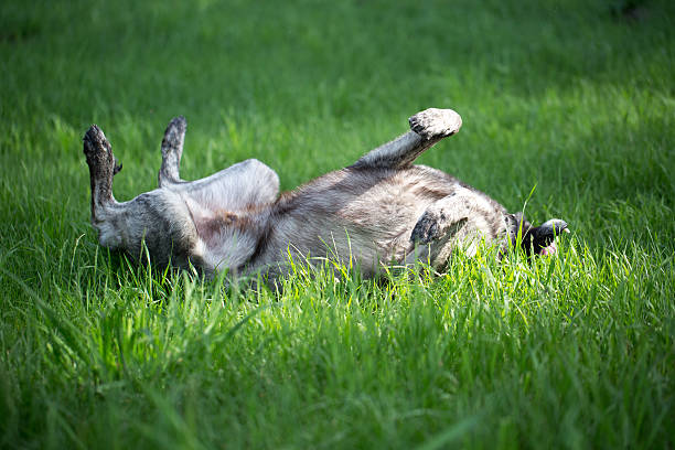 istock The dog is played on a green meadow 528185595