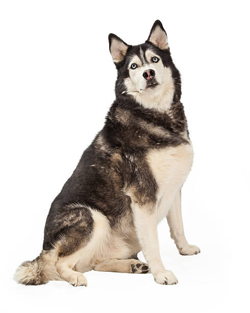 istock Siberian Husky Sitting to Side 528185883