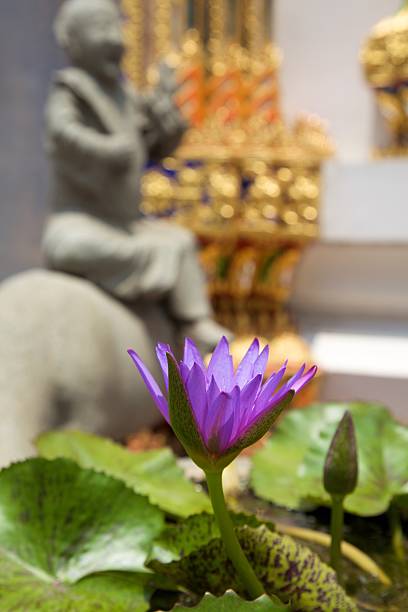 istock Lotus at Bangkok Temple 528186279