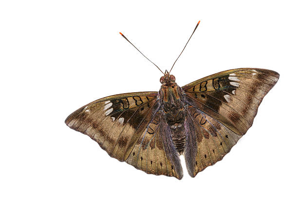istock Close up of male mango baron butterfly 528191645
