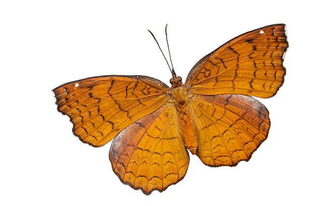 istock Top view of angled castor  butterfly 528191649