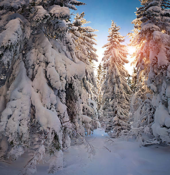 istock Beautiful winter sunrise in the mountain forest 528192375