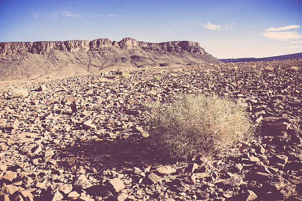 lonely bush in desert in morrocco. Vintage effect.