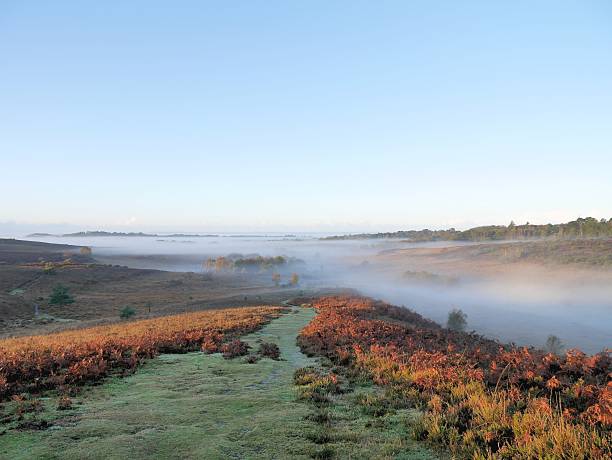 misty autumn morning new forest national park the new forest national park, hampshire, southern england, uk, new forest stock pictures, royalty-free photos & images