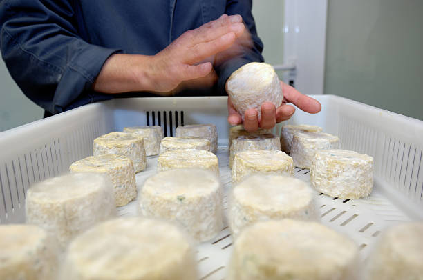 Manufacture of artisan cheese in Spain Manufacture of artisan cheese in Spain dairy producer stock pictures, royalty-free photos & images